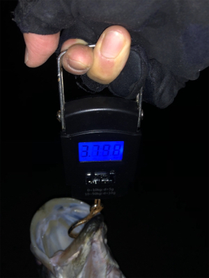 メバリングのつもりが…