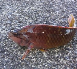 今シーズン初ヤエン