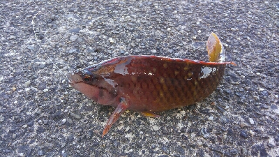 今シーズン初ヤエン