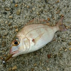 ワームで五目デイゲーム