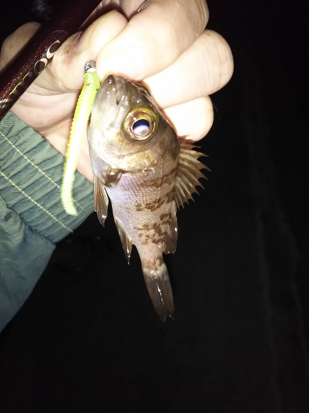 沼島でライトゲーム