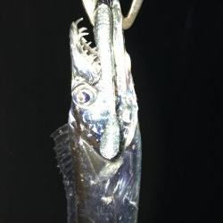 色々釣れる晩秋