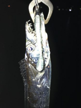 色々釣れる晩秋