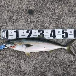 シーバス&メジロ