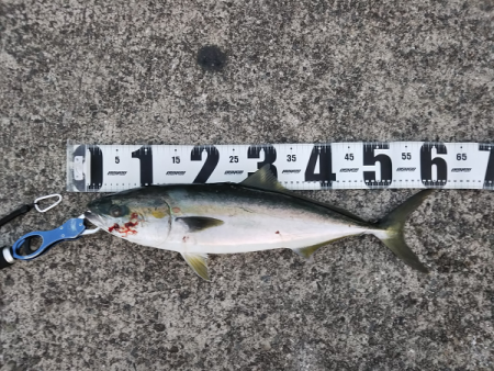 シーバス&メジロ