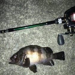 凪の夜にメバル捕獲