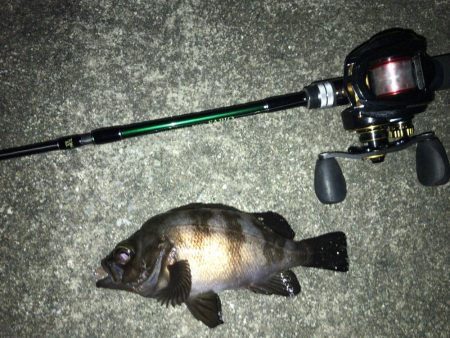 凪の夜にメバル捕獲