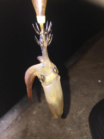 初めてのヒイカ釣り！