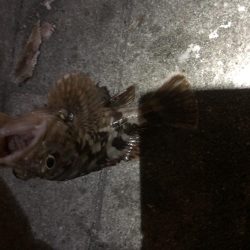 ベタ凪のシーサイドコスモ