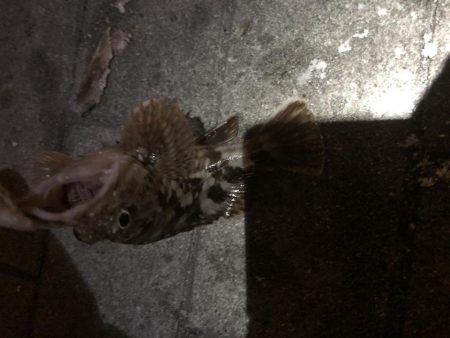 ベタ凪のシーサイドコスモ