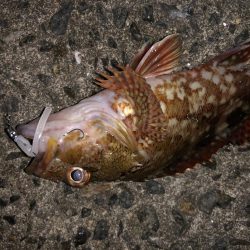 ライトゲームの時期がやってきました