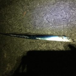 ブリには届かず。