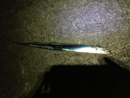 ブリには届かず。