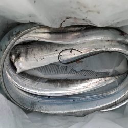 タチウオ終盤。