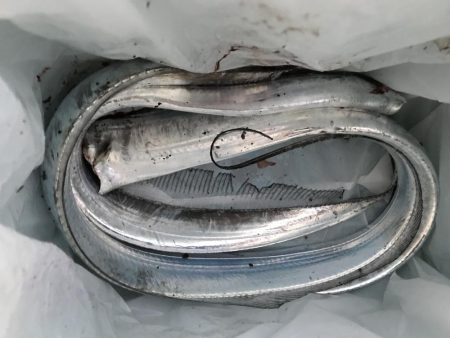 タチウオ終盤。