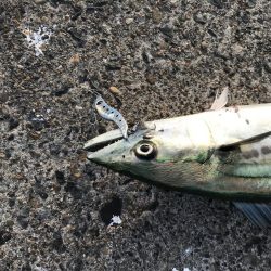 今年、初‼️サゴシ