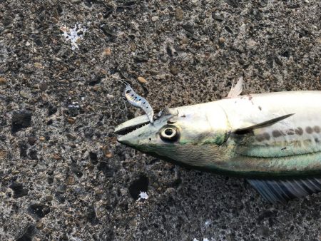 今年、初‼️サゴシ