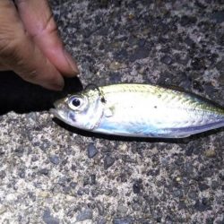 太刀魚がシブくなってきました。