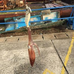 デイヒイカ楽しすぎ!