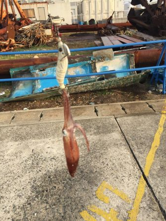 デイヒイカ楽しすぎ!