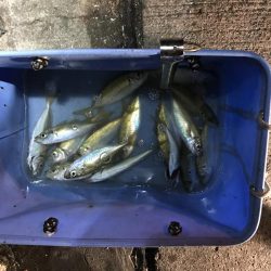 アジング、ゴミ拾い