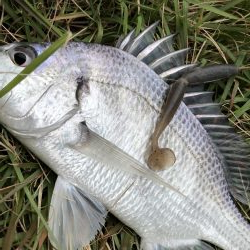 マゴチ調査一日目