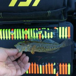 ガシリング、メバリング