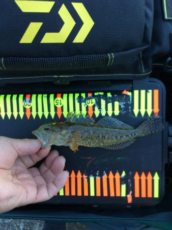 ガシリング、メバリング