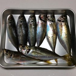 アジ釣り