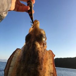 エギング、ロックフィッシュ狙い釣行