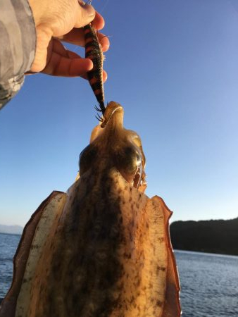 エギング、ロックフィッシュ狙い釣行