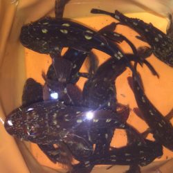 ど干潮で、ガシラのみ！