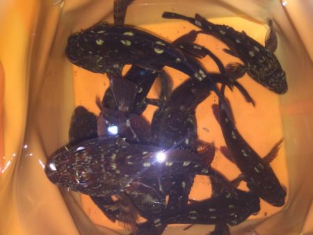 ど干潮で、ガシラのみ！