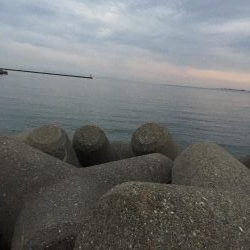 津田・小松島 ライト広域調査