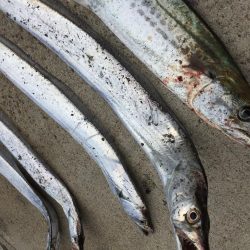 ジグパラ ただ巻きハマる!