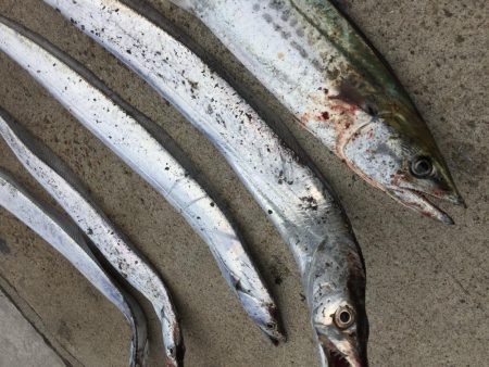 ジグパラ ただ巻きハマる!