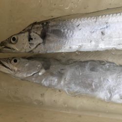 寒くなってきた