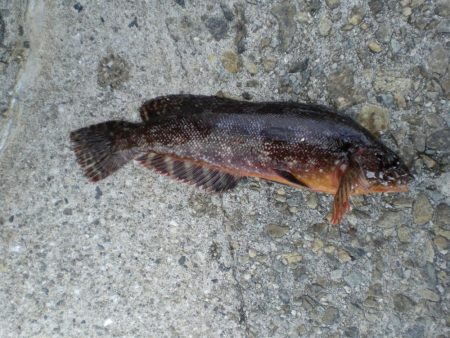 久しぶりのガシラ