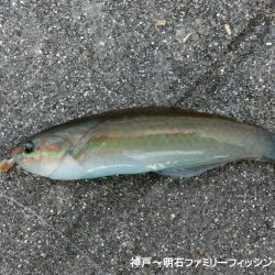 冷え込みファミリーフィッシング