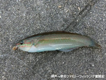 冷え込みファミリーフィッシング