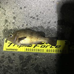 アジングメバリング