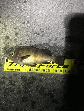 アジングメバリング