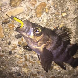 タチウオが釣れない・・・。