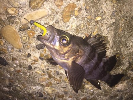 タチウオが釣れない・・・。