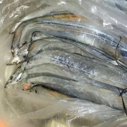 タチウオまだまだ好調