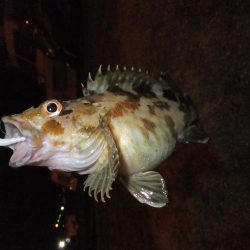 ガシラに癒されて