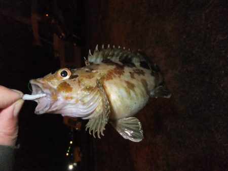 ガシラに癒されて