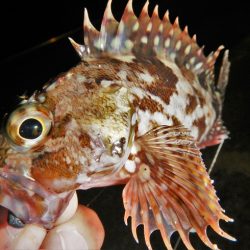 サイズは伸びず