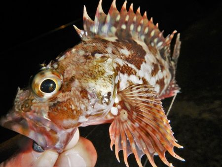 サイズは伸びず