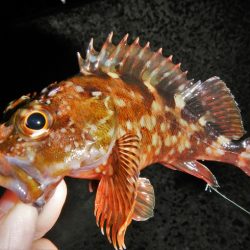 荒れてます、雨降ってます